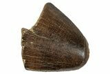 Tyrannosaur Tooth Tip - Judith River Formation #276442-1